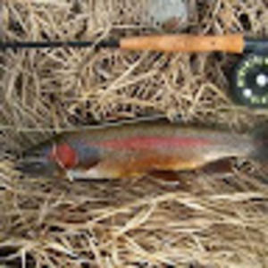 Meet your Posher, Jon